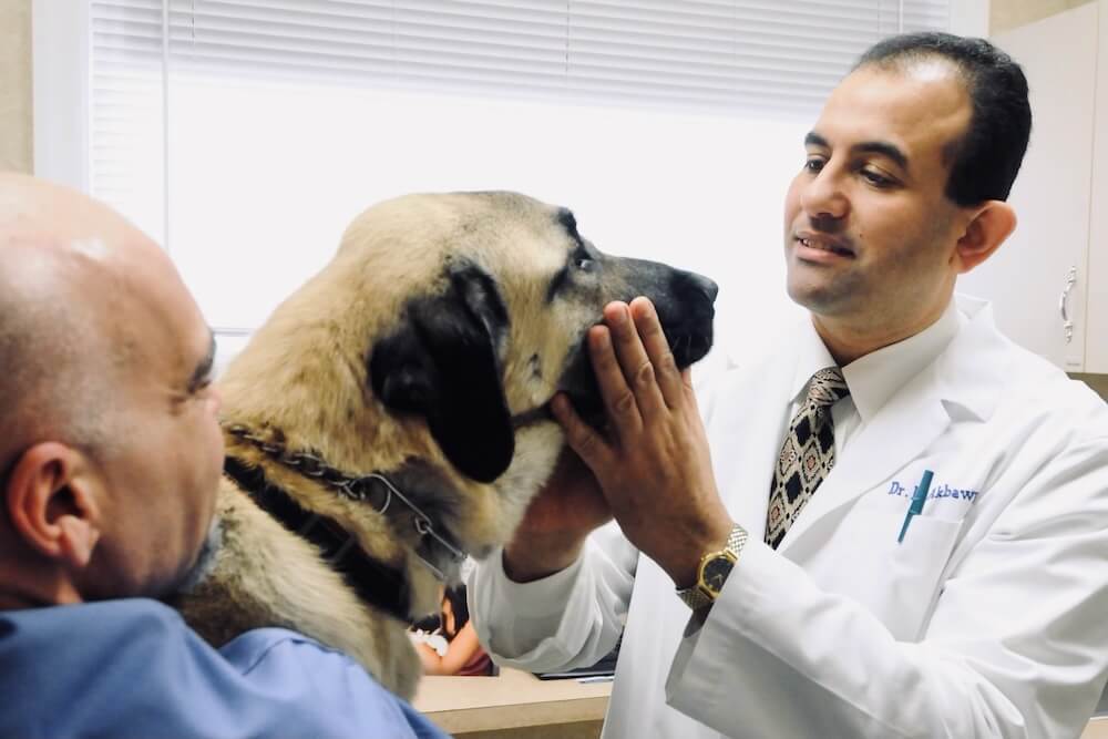 Veterinarian in a white coat gently examining a large dog on an exam table in Fairlawn